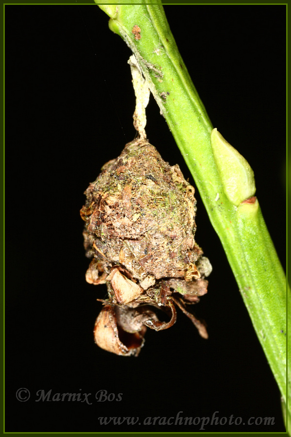 <em>Agroeca brunnea</em>