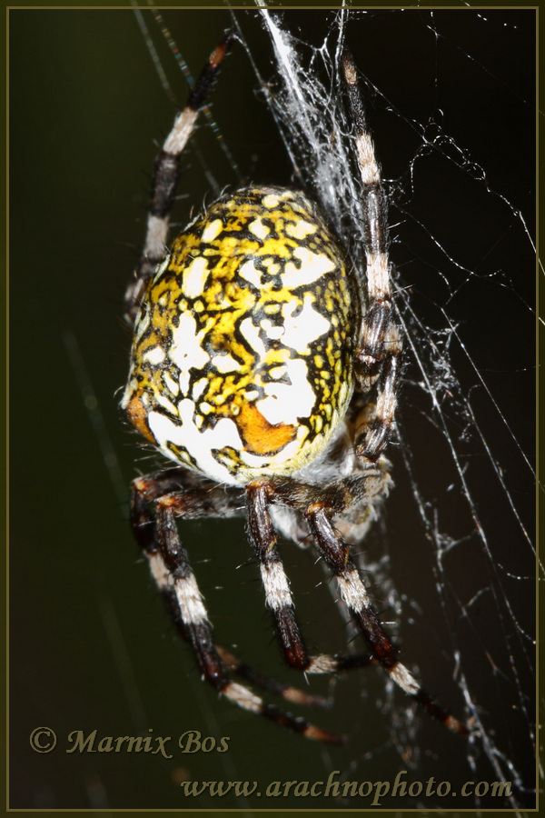 <em>Araneus marmoreus</em>