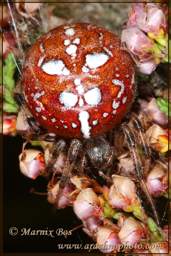 <em>Araneus quadratus</em>