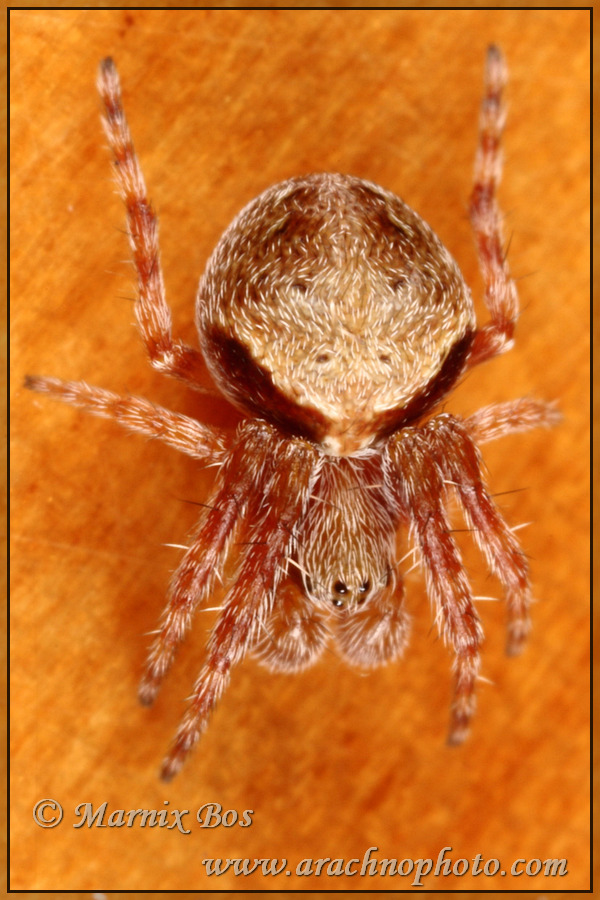 <em>Araneus sturmi</em>