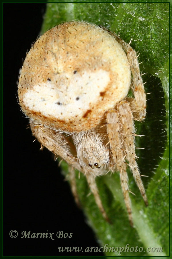 <em>Araneus triguttatus</em>