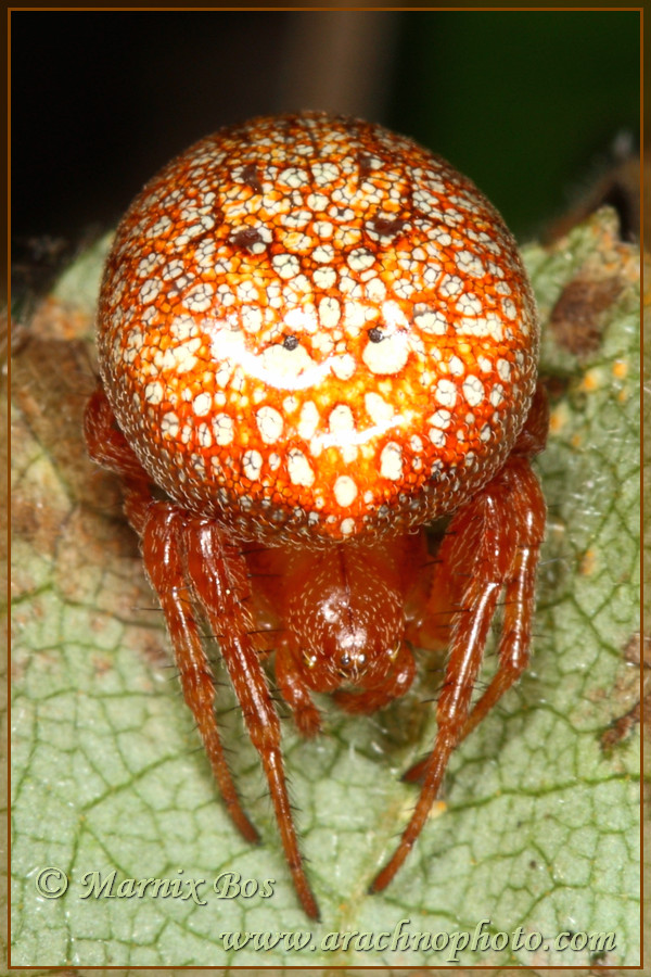 <em>Araneus alsine</em>