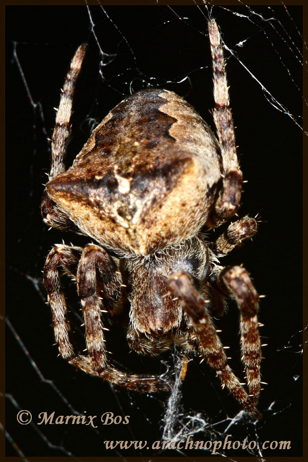 <em>Araneus angulatus</em>