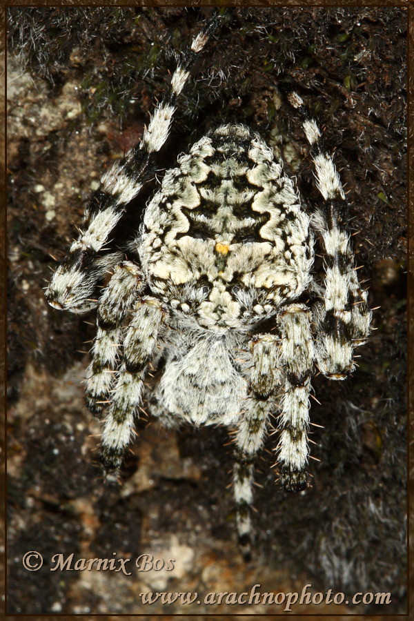 <em>Araneus circe</em>