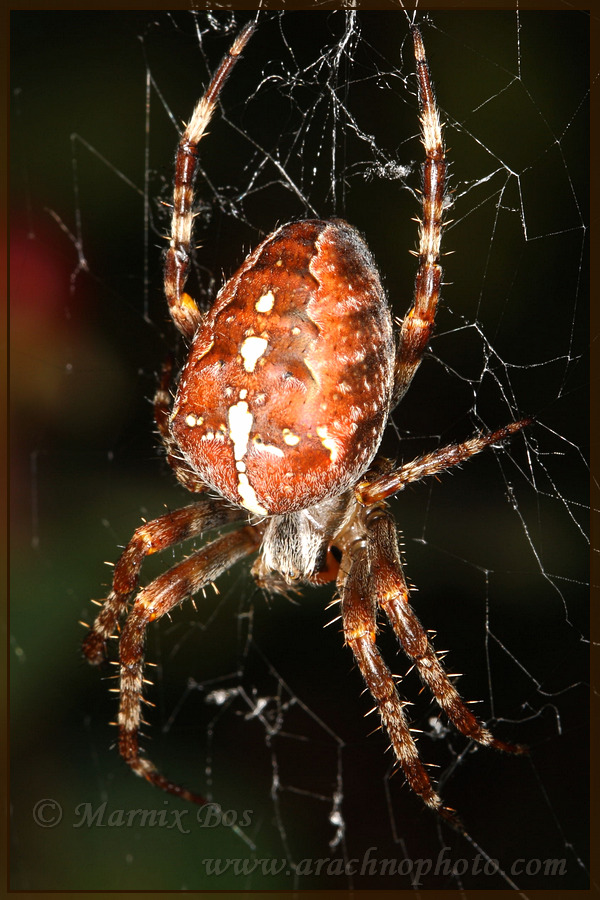 <em>Araneus diadematus</em>