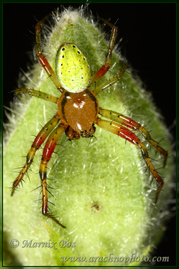 <em>Araniella cucurbitina</em>