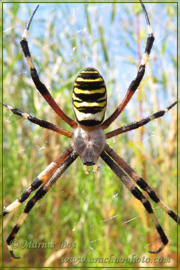 <em>Argiope bruennichi</em>