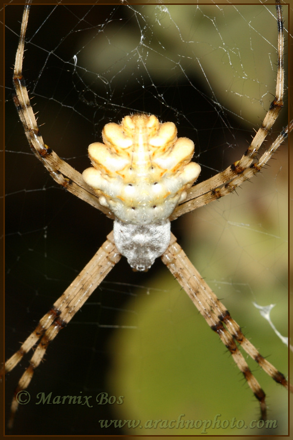 <em>Argiope lobata</em>