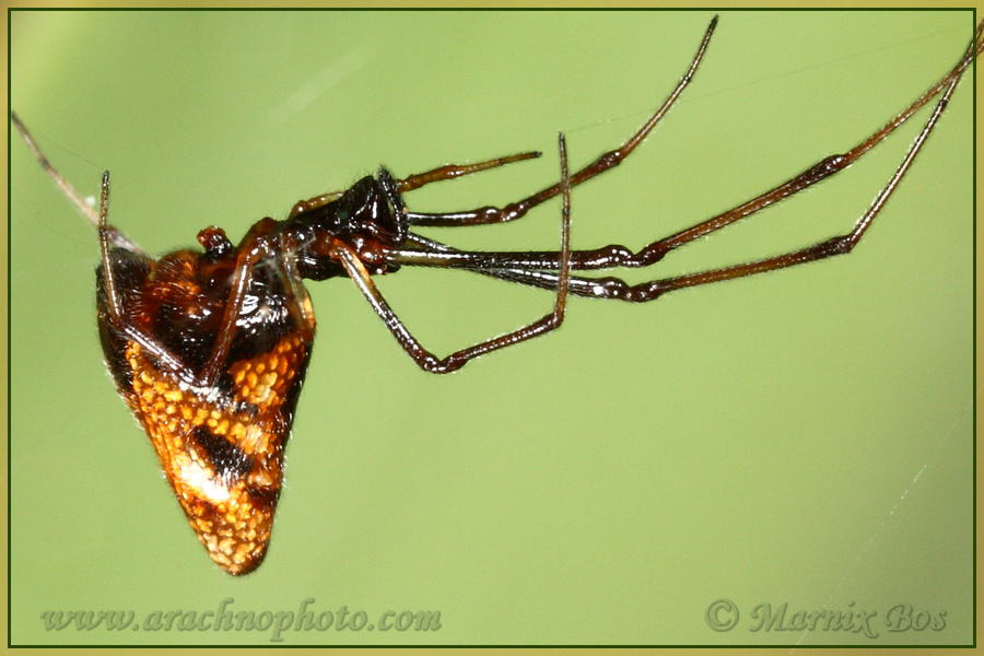 <em>Argyrodes argyrodes</em>