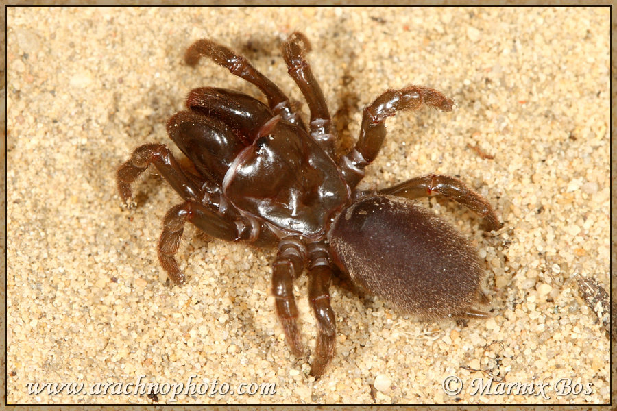 <em>Atypus affinis</em>