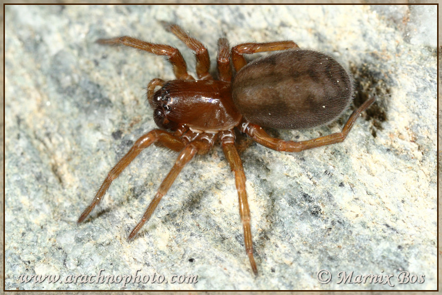 <en>Callobius claustrarius</en>