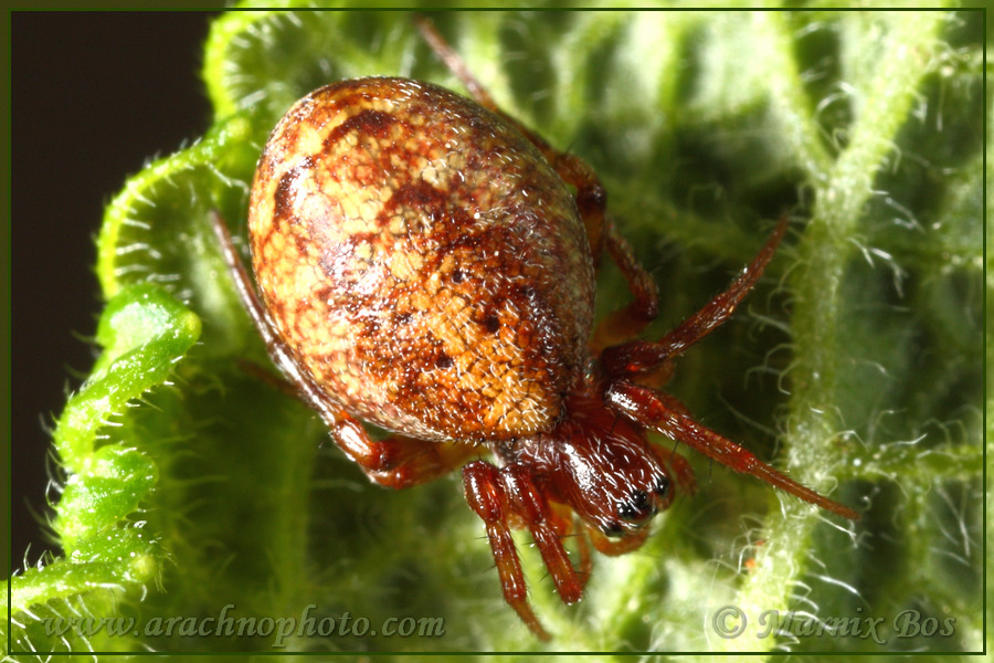 <em>Cercidia prominens</em>