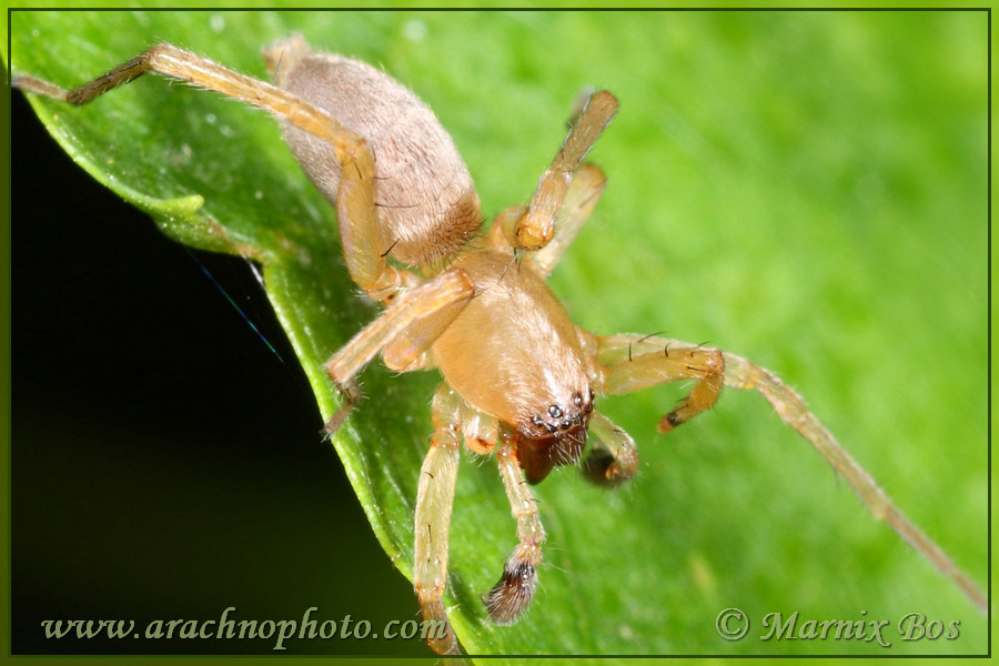 <em>Clubiona frutetorum</em>