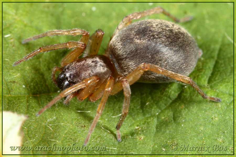 <em>Clubiona stagnatilis</em>