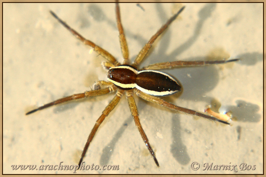 <em>Dolomedes fimbriatus</em>