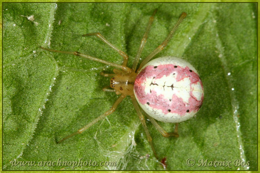 <em>Enoplognatha ovata / latimana</em>