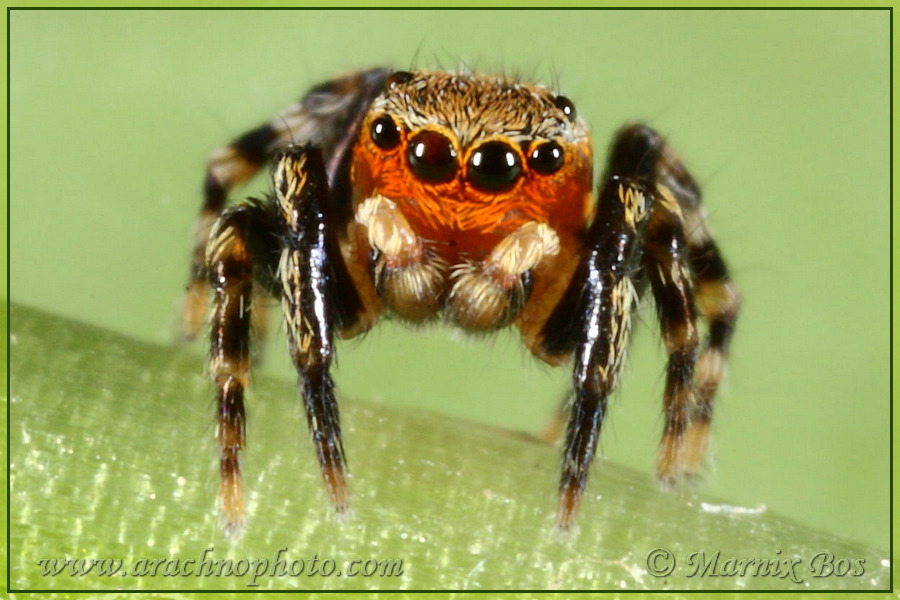 <em>Euophrys rufibarbis</em>