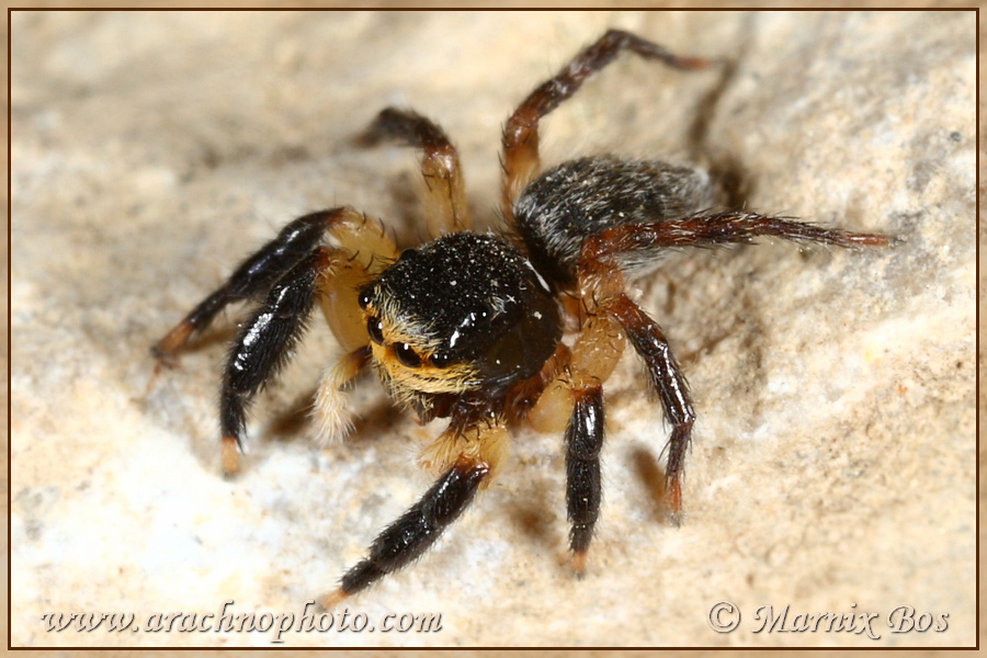 <em>Euophrys sulphurea</em>