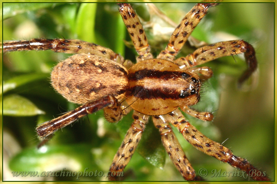 <em>Hygrolycosa rubrofasciata</em>