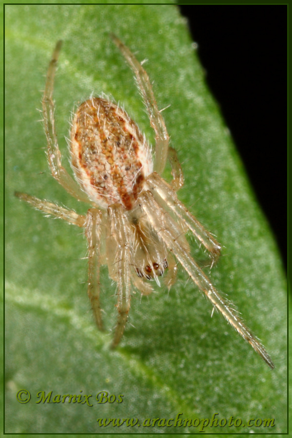 <em>Larinia lineata</em>