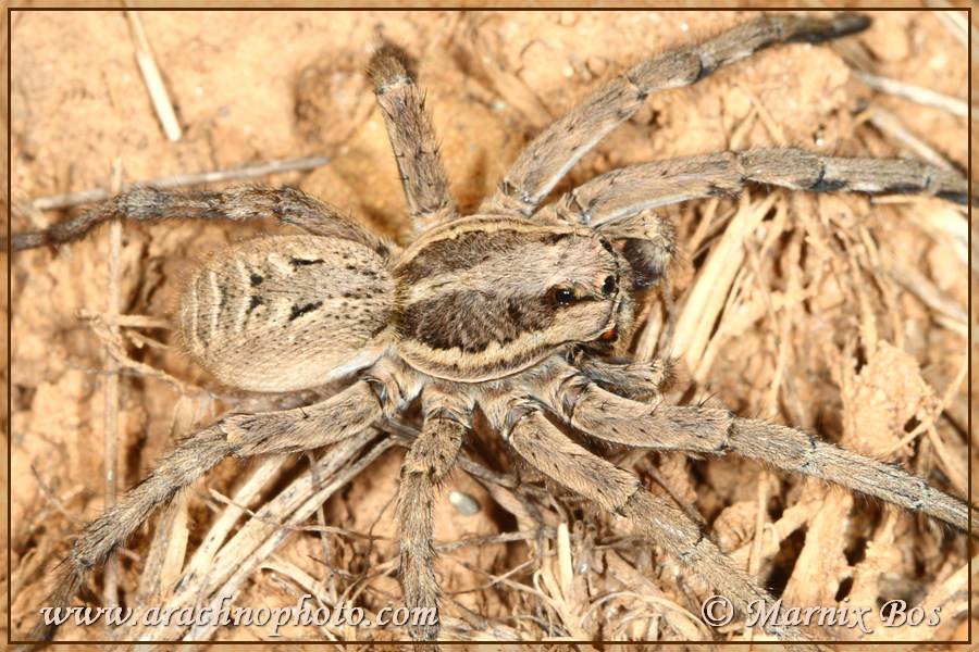 <em>Lycosa tarantula</em>