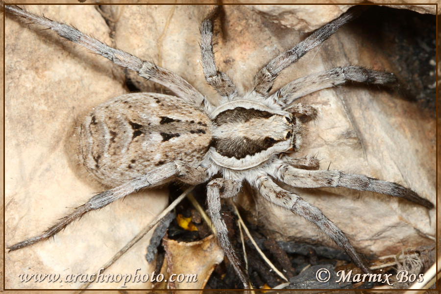 <em>Lycosa praegrandis</em>