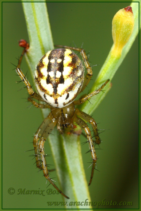 <em>Mangora acalypha</em>