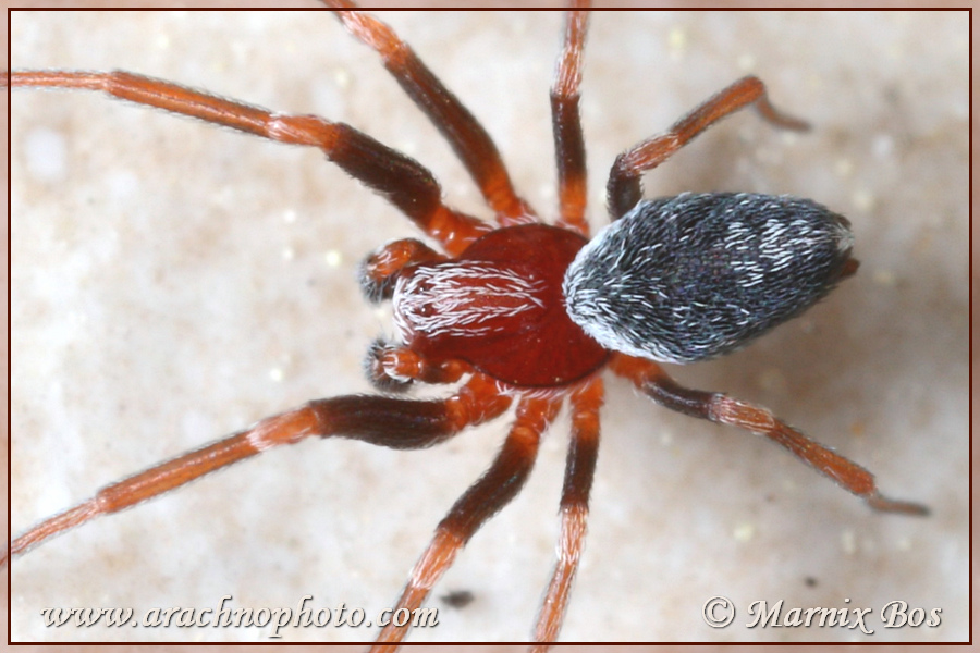 <em>Marilynia bicolor</em>