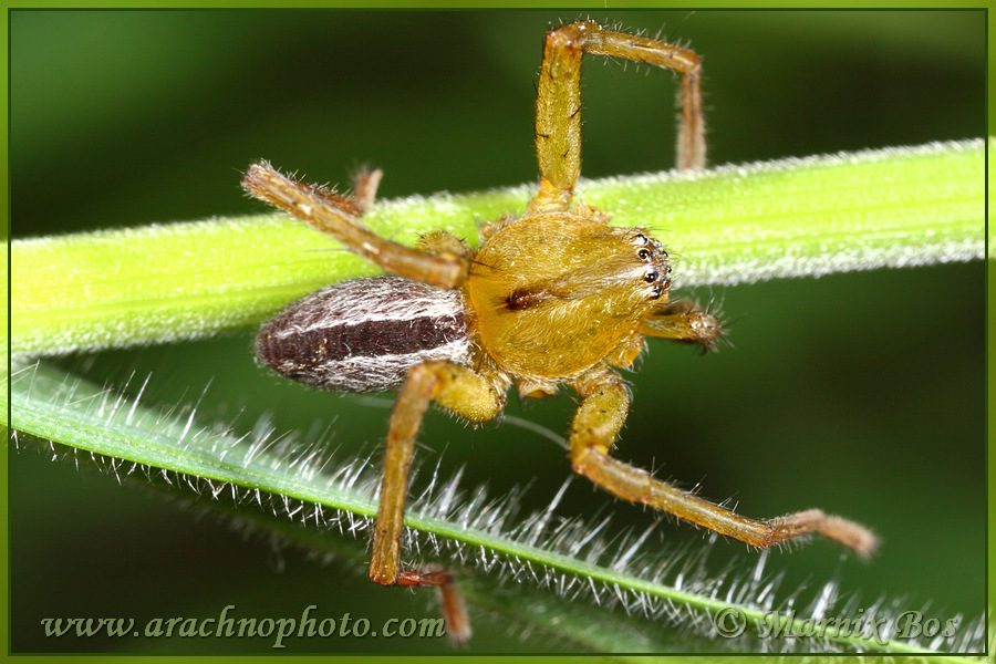 <em>Micrommata ligurina</em>