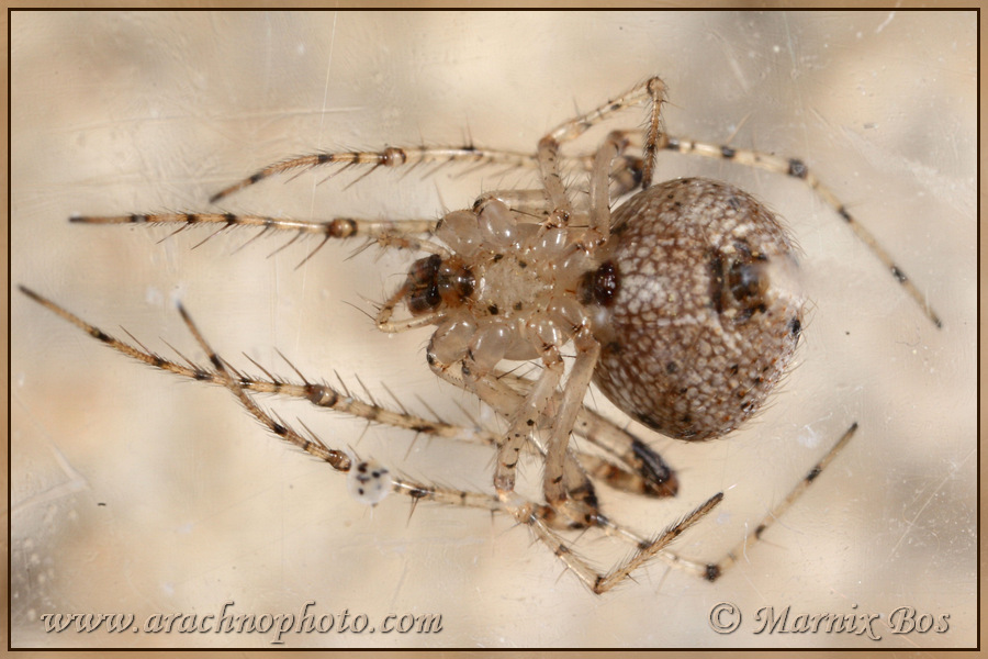 <em>Mimetus laevigatus</em>