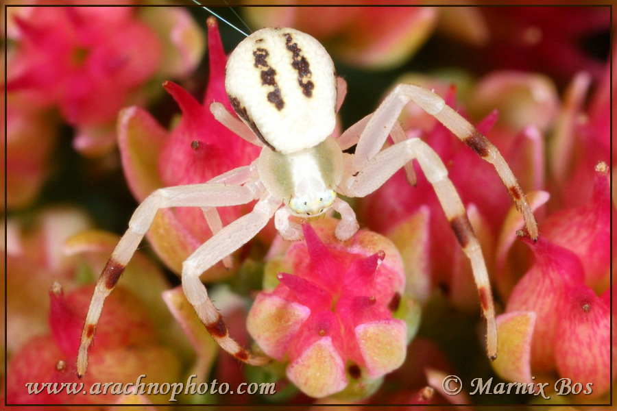 <em>Misumena vatia</em>