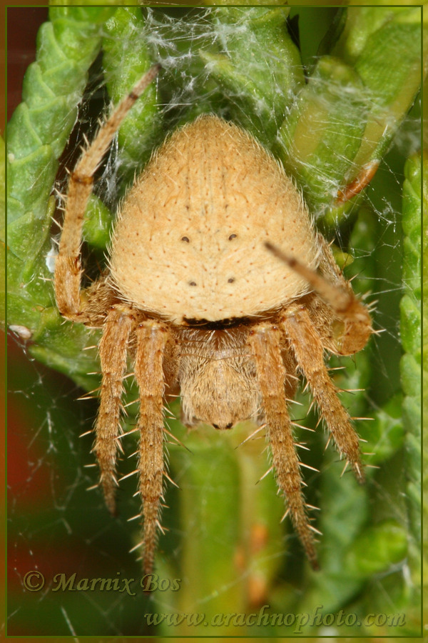 <em>Neoscona subfusca</em>