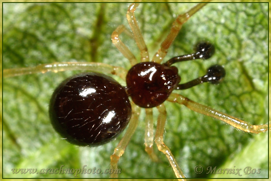 <em>Neottiura bimaculata</em>