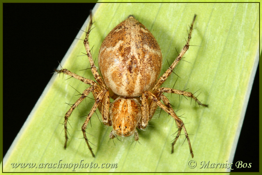 <em>Oxyopes heterophthalmus</em>