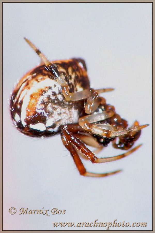 <em>Parasteatoda lunata</em>