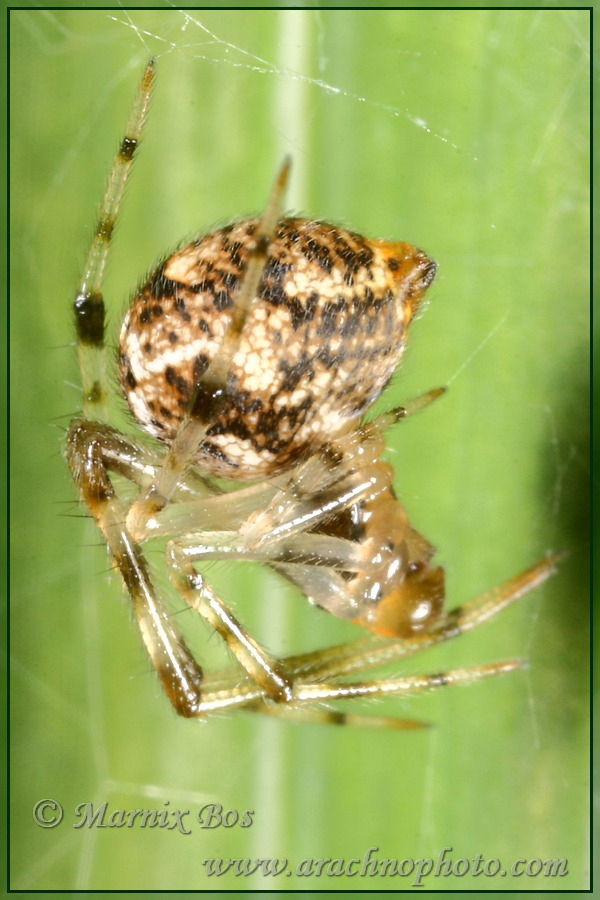 <em>Parasteatoda tepidariorum</em>