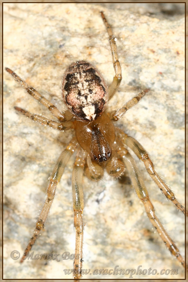 <em>Parazygiella montana</em>