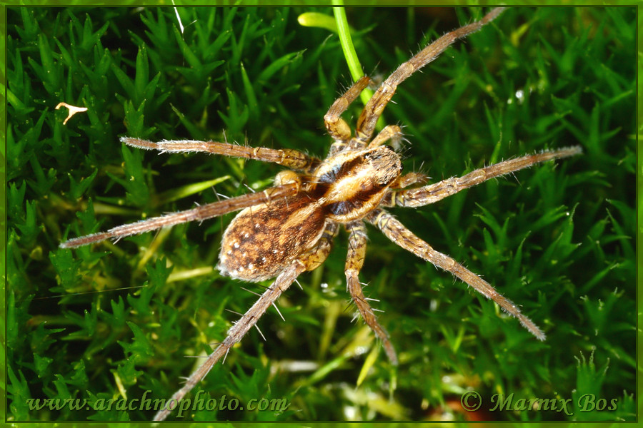 <em>Pardosa nigriceps</em>