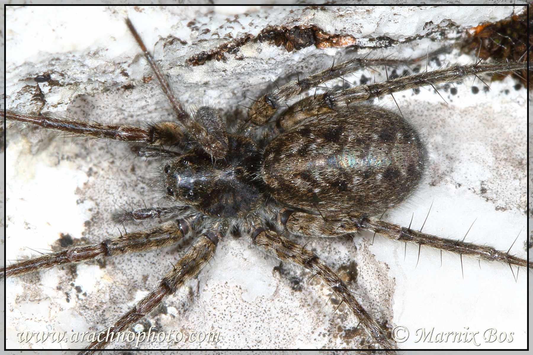 <em>Pardosa nigra</em>