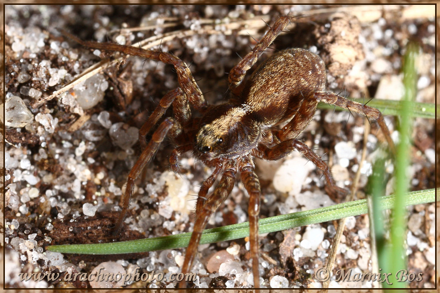 <em>Pardosa lugubris</em>