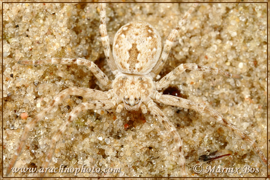 <em>Philodromus fallax</em>