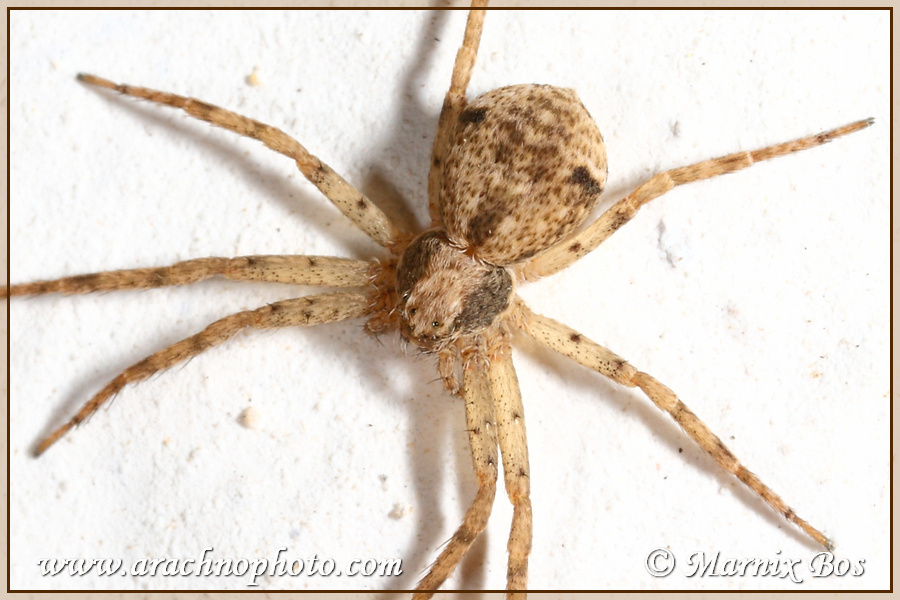 <em>Philodromus pulchellus</em>