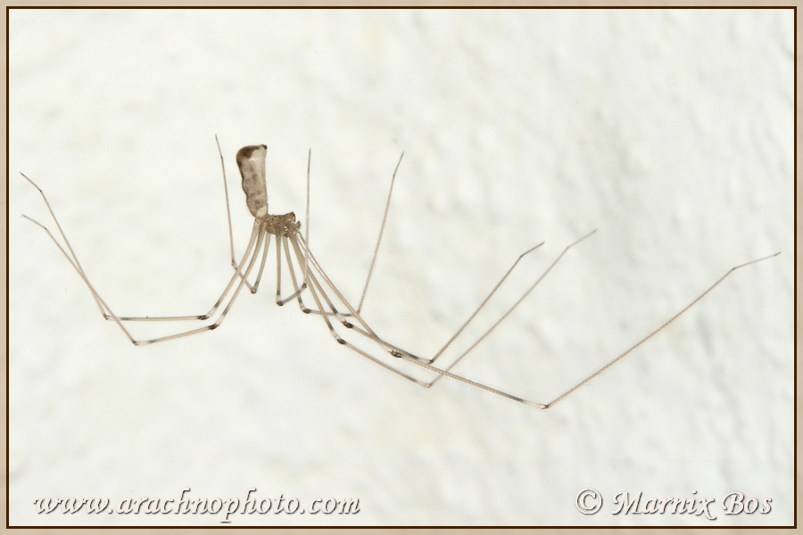 <em>Pholcus phalangioides</em>