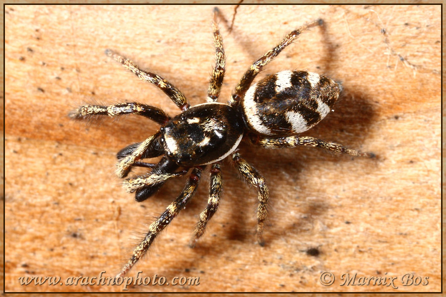 <em>Salticus scenicus</em>