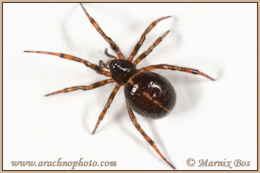 <em>Steatoda bipunctata</em>