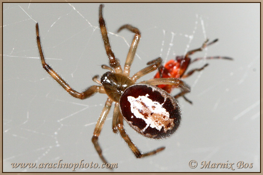 <em>Steatoda nobilis</em>