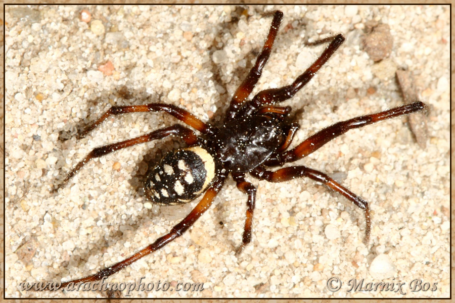 <em>Steatoda albomaculata</em>