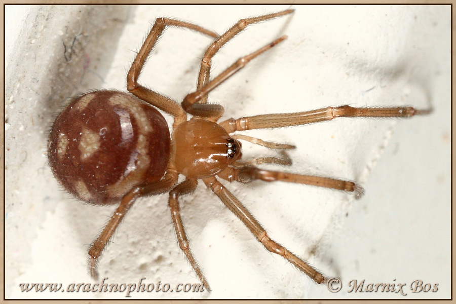 <em>Steatoda grossa</em>