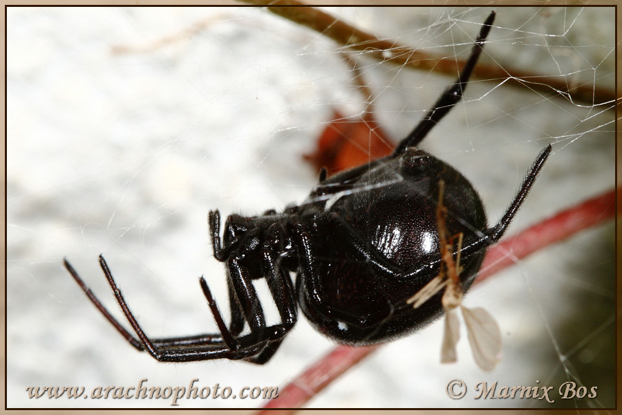 <em>Steatoda paykulliana</em>