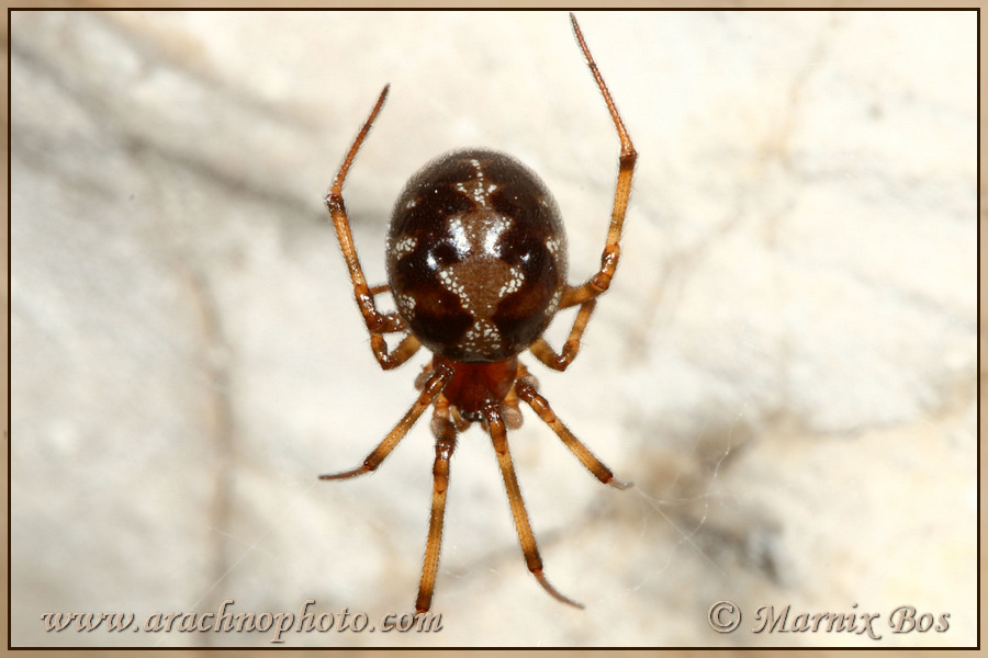 <em>Steatoda triangulosa</em>